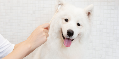 1647833507537877.png 狗子1.png